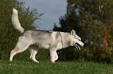 SIBERIAN HUSKY 814